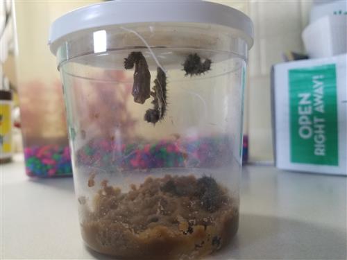 Caterpillars in a cup-Day 12 